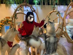 -Husky Go! 哈士奇体验馆·宠物咖啡厅狗咖