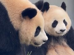 -都江堰中华大熊猫苑