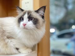 -联合动物医院(光谷诊疗中心)