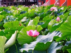 -四川大学(望江校区)