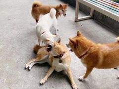 -柴犬高等学院·狗咖·柴犬售卖·宠物训练