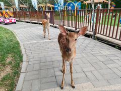 -北京鹿世界主题园