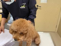 -爱妮康宠物医院·干细胞免疫细胞·肿瘤·心脏(张江店)