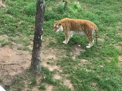 -西霞口神雕山野生动物世界