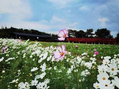 -杭州湾海上花田景区