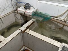 -黑河坝泡姜鸡贡椒鱼(贾旗路店)