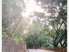 -银湖山郊野公园-相思林