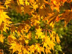 -山王坪喀斯特国家生态公园