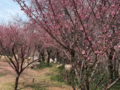 -洛阳市隋唐城遗址植物园