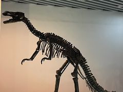 -烟台自然博物馆
