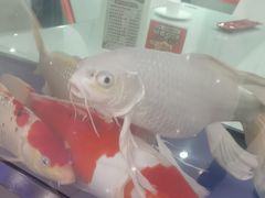 -老虎滩船说·海胆水饺·大连海鲜(老虎滩店)