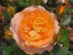 -深圳国际园林花卉博览园