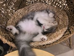 -飞行喵MR PILOT|猫舍·猫咖(静安大融城店)