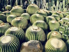 -深圳仙湖植物园