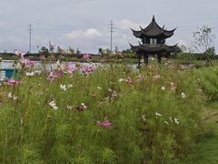 -杭州湾海上花田景区
