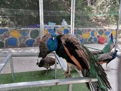 -盛世牡丹苑生态文化旅游区