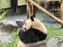 -上海野生动物园
