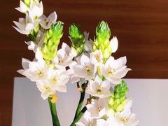 -盒马鲜生(大都荟店)