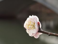 -顾村公园