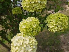 -径山花海