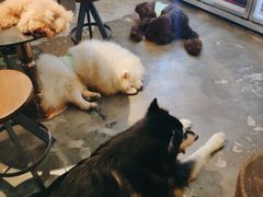 -more than meow吴止猫主题餐厅(承德 中船汇店)