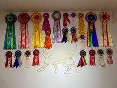 -有喵·猫咖·狗咖·30几只猫10只小狗(岗厦店)