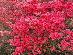-木兰云雾山