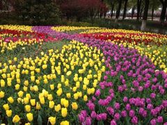iphone_upload_pic-上海鲜花港