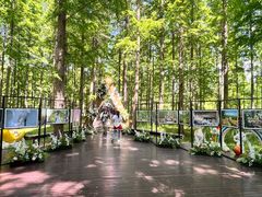 -黄海国家森林公园