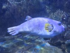 -太平洋海底世界