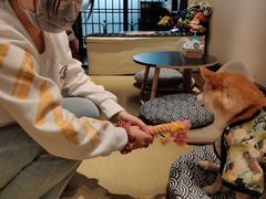-逗柴咖啡屋·狗咖猫咖宠物桌游