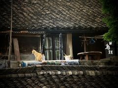 -乌镇东栅景区