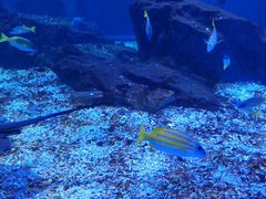 -海合安武汉极地海洋公园