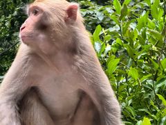 -帕帕拉兹宠物(亚洲旗舰店)