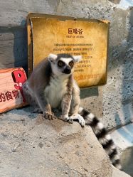 -Zoolung Zoolung动物主题公园(海信广场店)