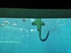 -海棠湾洲际-涛·海底餐厅·美人鱼·自助餐·海底隧道