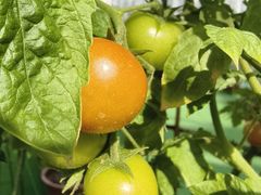 -兰陵国家农业公园