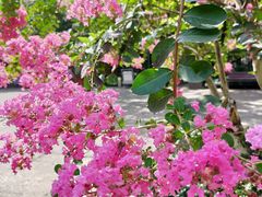 -杭州半山国家森林公园