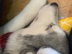-Husky Go! 哈士奇体验馆·宠物咖啡厅狗咖