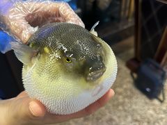 -肆月河豚·淮扬菜·湘菜(华天店)