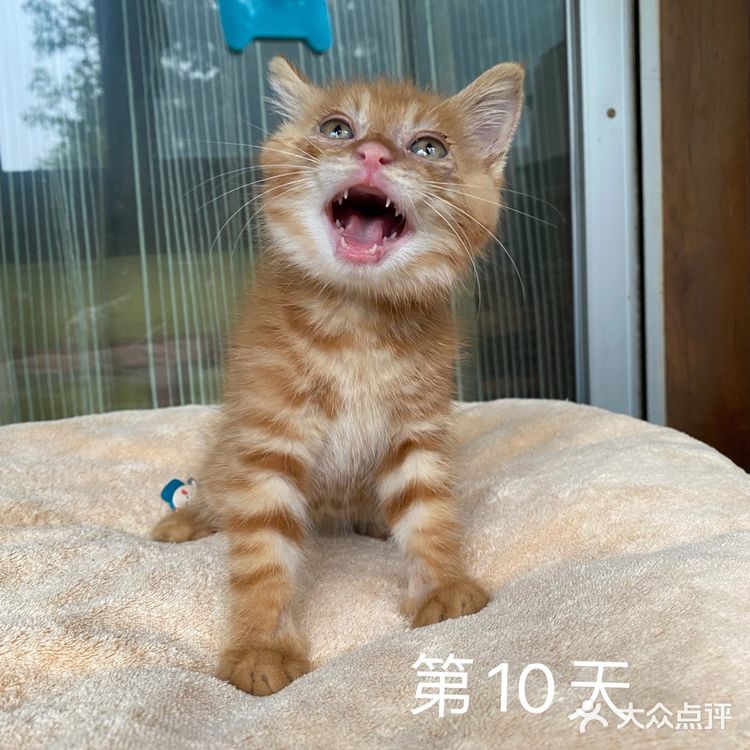 免费领养满月小橘猫，仅限北京！