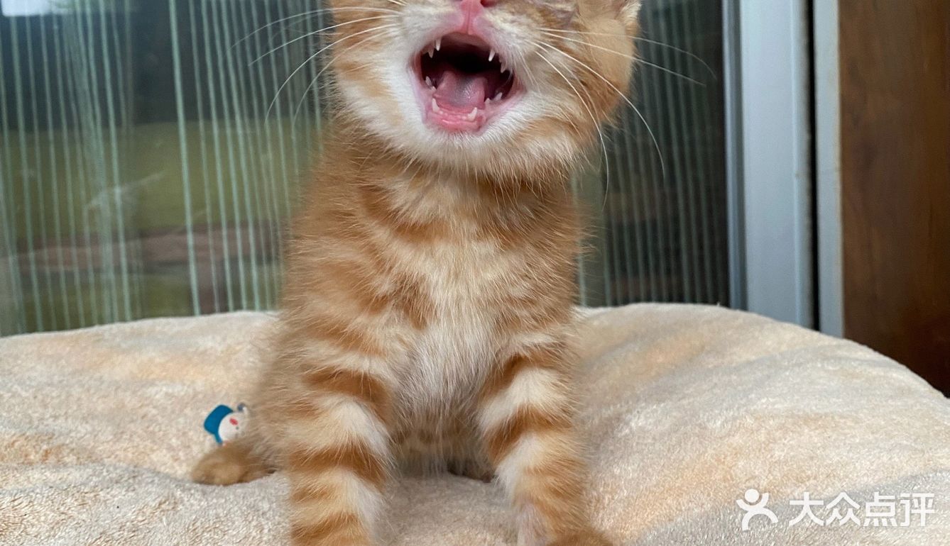 免费领养满月小橘猫，仅限北京！