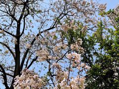 -成都市活水公园