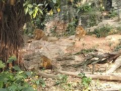 -北京野生动物园