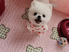 -翊宠yipet猫狗购宠庄园犬舍•猫舍