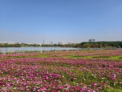 -海珠湖公园