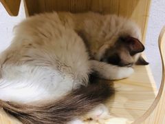-猫色咖啡·猫咖