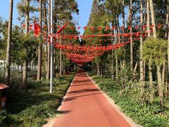 -上海长兴岛郊野公园