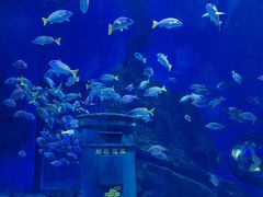 -海合安武汉极地海洋公园