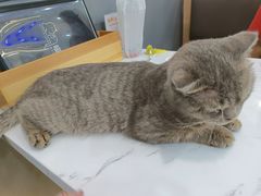 -喵园·猫主题咖啡厅·撸猫·猫咖(国贸店)